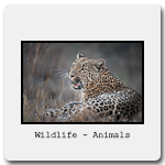 Wild_Animals.gif