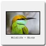 Wild_Birds.gif