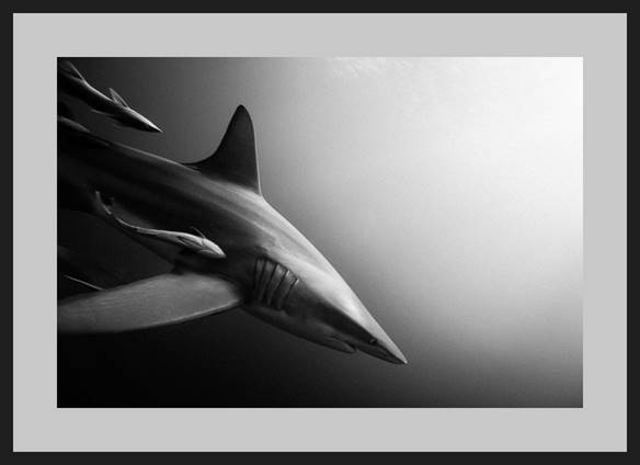 FA_Shark_01.png