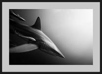 FA_Shark_01.png
