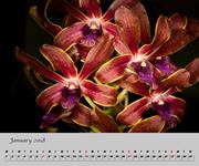 CAL_Orchid.png